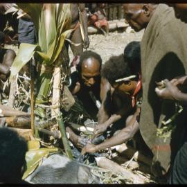 Group Preparing Pigs for Ceremony