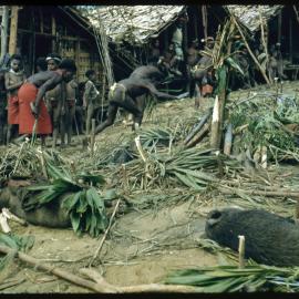 Slaughtered Pigs Outside Buildings