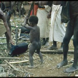 Child Preparing Pig for Ceremony
