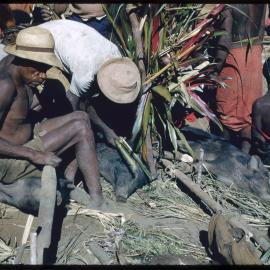 Men Preparing Pigs for Ceremony