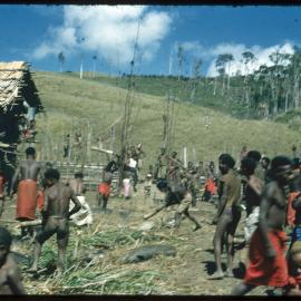 Group Preparing Pigs for Ceremony
