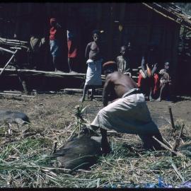Man Preparing Pigs for Ceremony