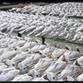 Fish Drying