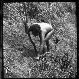 Woman Digging with Stick