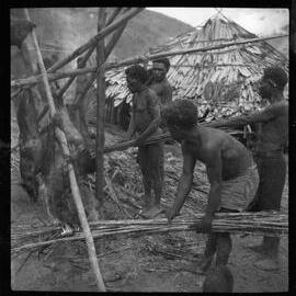 Group Preparing Pigs for a Ceremony