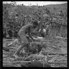 Group Preparing Pigs for a Ceremony