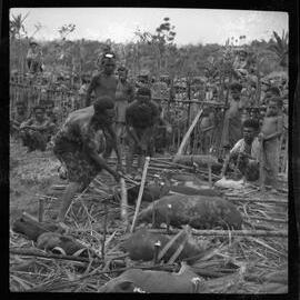 Group Preparing Pigs for a Ceremony
