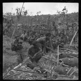 Group Preparing Pigs for a Ceremony