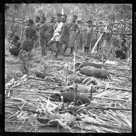 Group Preparing Pigs for a Ceremony