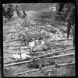 Preparing Pigs for a Ceremony