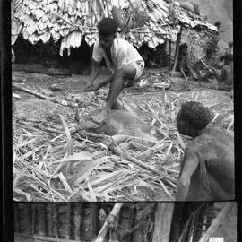 Preparing Pigs for a Ceremony