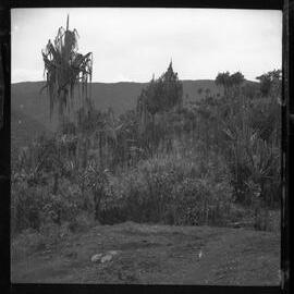 Trees, Possibly Areca Palms