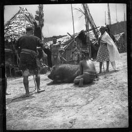 Group Preparing a Pig for a Ceremony