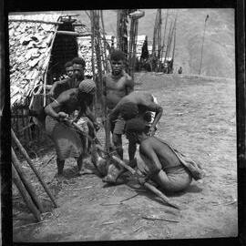 Group Preparing a Pig for a Ceremony