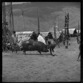 Group Preparing a Pig for a Ceremony