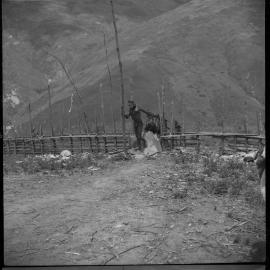 Men Preparing Pigs for a Ceremony