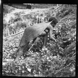 Woman with Net Bag Collecting Plants