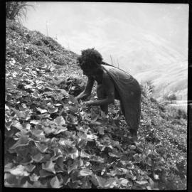 Woman with Net Bag Collecting Plants