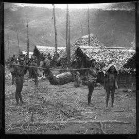 Group Preparing a Pig for a Ceremony