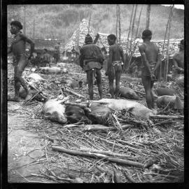 Preparing Pigs for a Ceremony