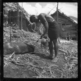 Preparing Pigs for a Ceremony