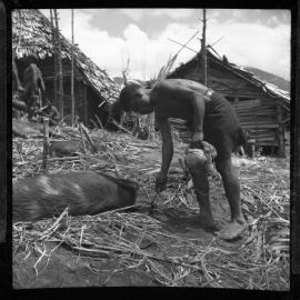 Preparing Pigs for a Ceremony