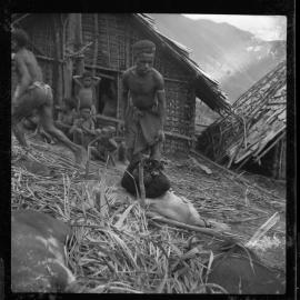 Preparing Pigs for a Ceremony