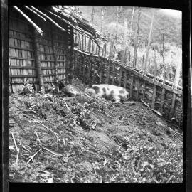 Pigs Lying in Fenced Pen