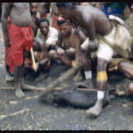 Man Preparing Pigs for a Ceremony