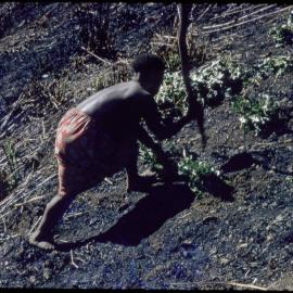 Woman Digging with a Stick
