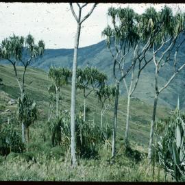 Pandanus Trees, Papua New Guinea