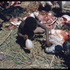Child Playing with Butchered Pig