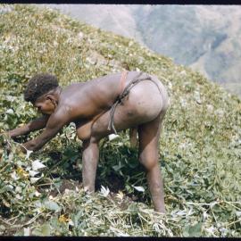 Woman with Net Bag Digging in Plants