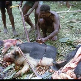 Group Preparing Pigs for a Ceremony