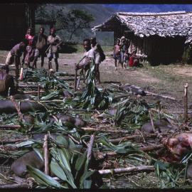 Men Preparing Pigs for a Ceremony