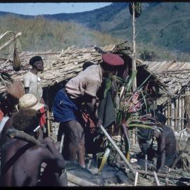 Men Preparing Pigs for a Ceremony