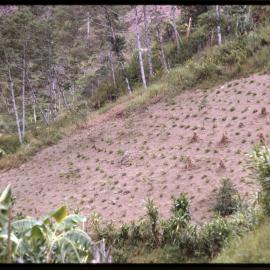 Plants along Mountainside