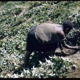 Woman with Net Bag Digging in Plants