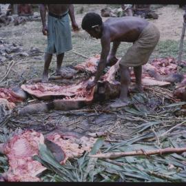 Group Preparing Pigs for a Ceremony