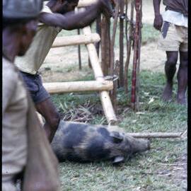 Group Preparing Pigs for a Ceremony