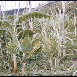 Plants, Papua New Guinea