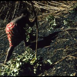 Woman Digging with a Stick