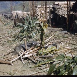 Pig Lying in Centre of a Village