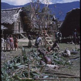 Group Preparing Pigs for a Ceremony