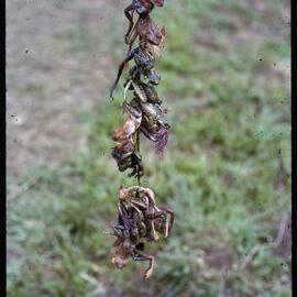 Frogs