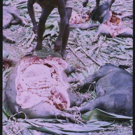 Men Preparing Pigs for a Ceremony