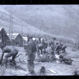 Group Preparing Pigs for a Ceremony