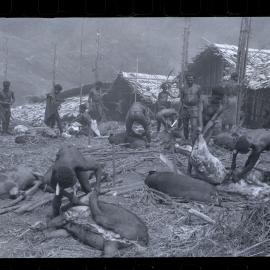 Group Preparing Pigs for a Ceremony