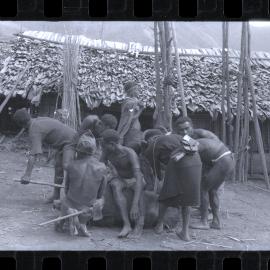 Men Preparing Pigs for a Ceremony