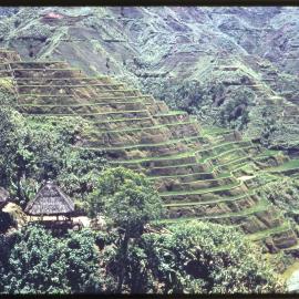 Rice Terraces